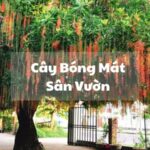 Cây Bóng Mát Sân Vườn