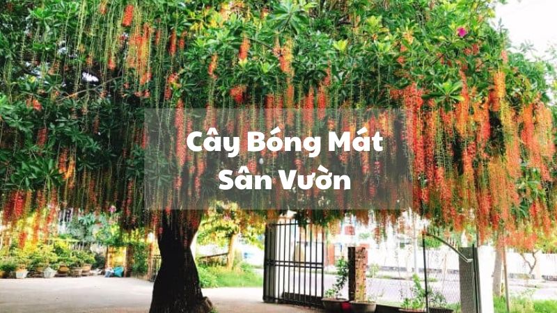 Cây Bóng Mát Sân Vườn