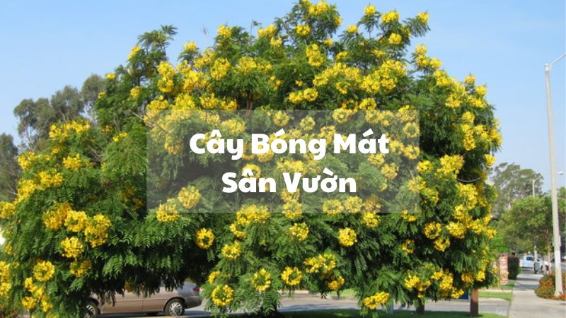 Cây Bóng Mát Sân Vườn