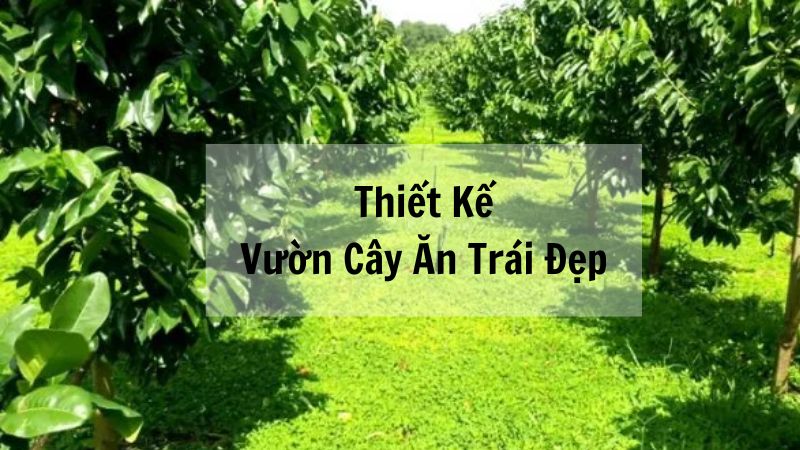 Thiết Kế Vườn Cây Ăn Trái Đẹp