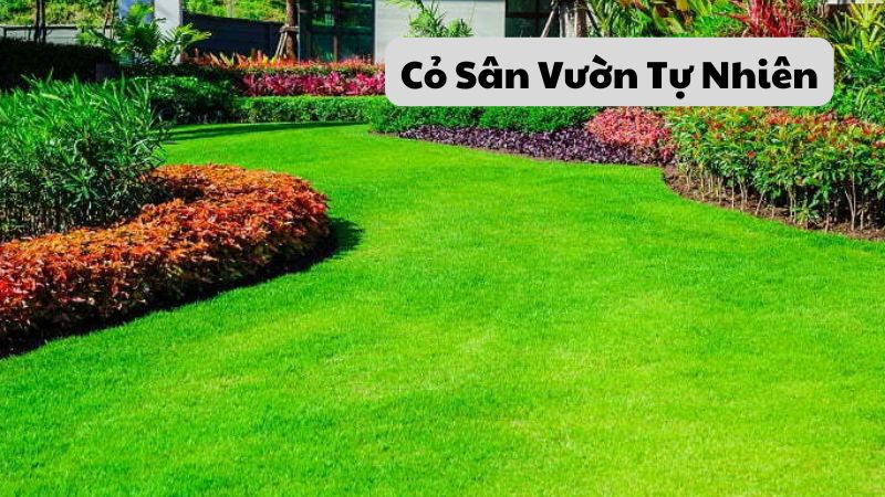 Cỏ Sân Vườn Tự Nhiên