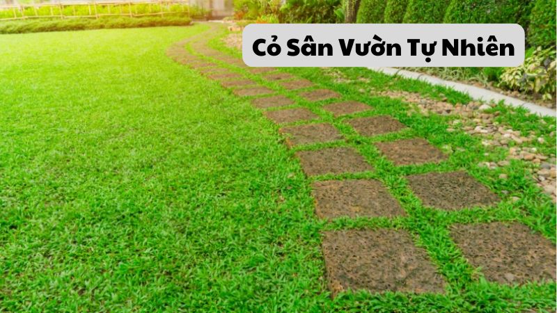 Cỏ Sân Vườn Tự Nhiên