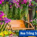 Hoa Trồng Sân Vườn