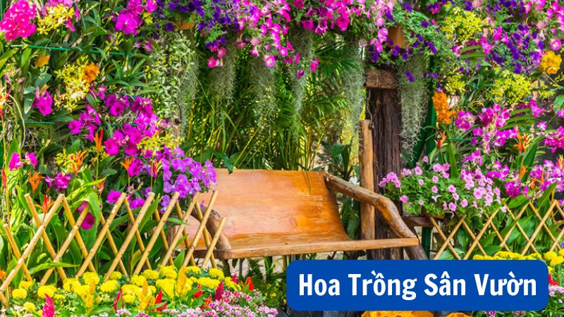 Hoa Trồng Sân Vườn