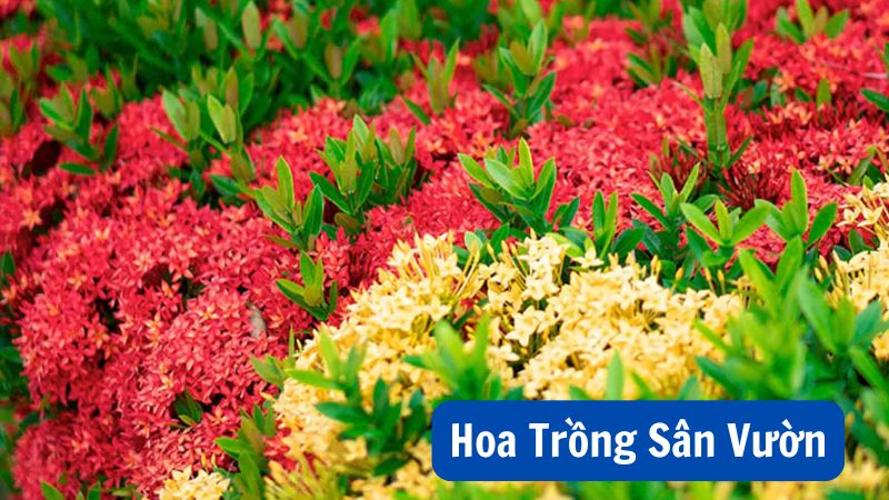 Hoa Trồng Sân Vườn